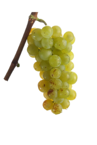 Trester Carnuntum Gelber Muskateller *) **) **) ***)