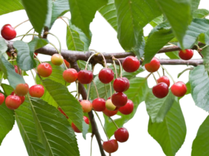 Wildkirsche **) **) ***)